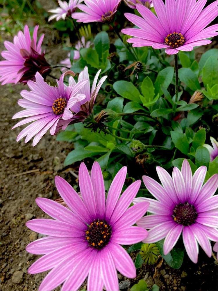 町田市の投稿画像 By ヒーちゃんさん ナイチンゲールと看護の日と菊属の花 月5月12日 Greensnap グリーンスナップ