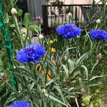 コーンフラワー 矢車菊 の投稿画像一覧 Greensnap グリーンスナップ