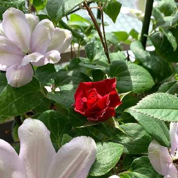 クレマチス白馬の投稿画像一覧 Greensnap グリーンスナップ