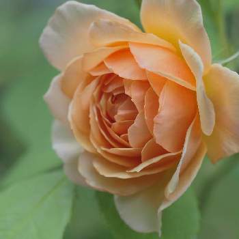 グレイスの画像 by chippiさん | 小さな庭とバラとグレイスとバラのある暮らしと花の15年組とおうち園芸と花のある暮らしとER
