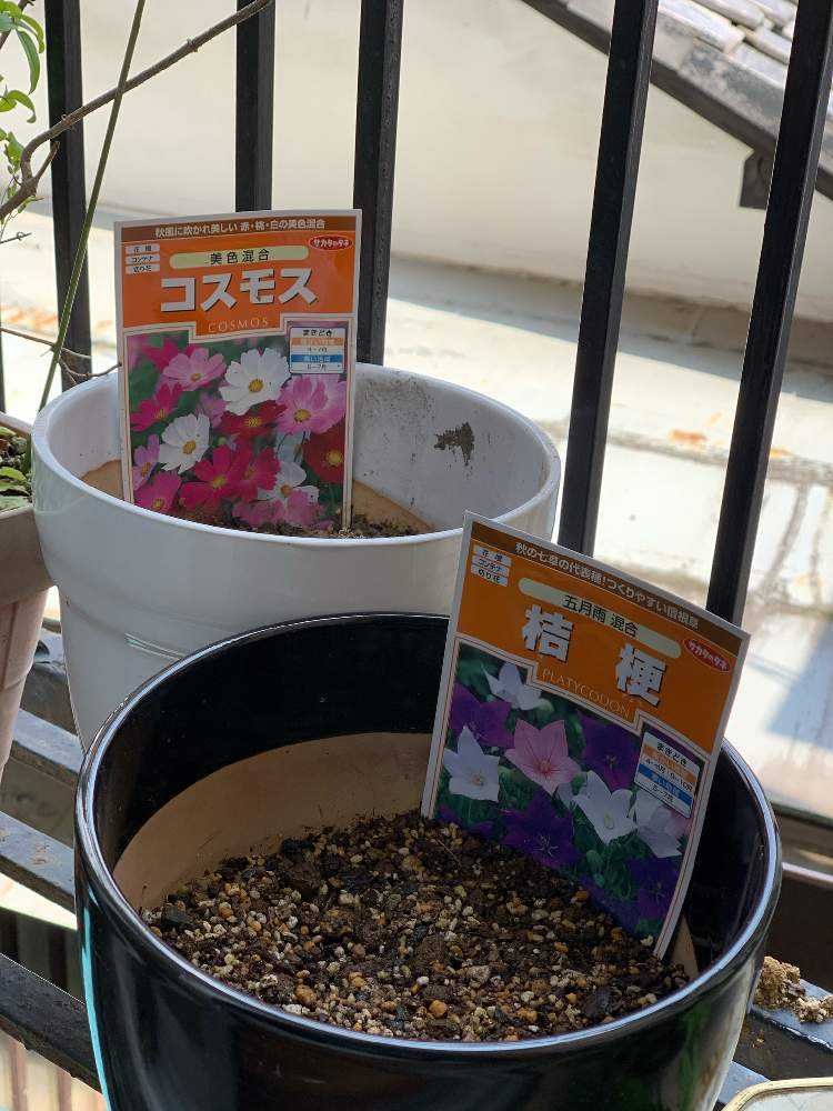 コスモス栽培 Greensnap グリーンスナップ