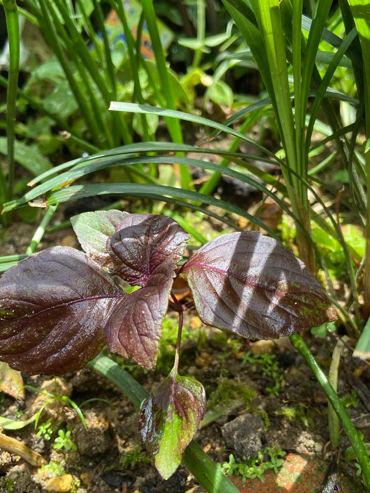 赤しその投稿画像 By しじみさん 雑草とカラーリーフと半日陰とこぼれ種と雑草とカラーリーフと半日陰とこぼれ種 月5月12日 Greensnap グリーンスナップ Greensnap グリーンスナップ