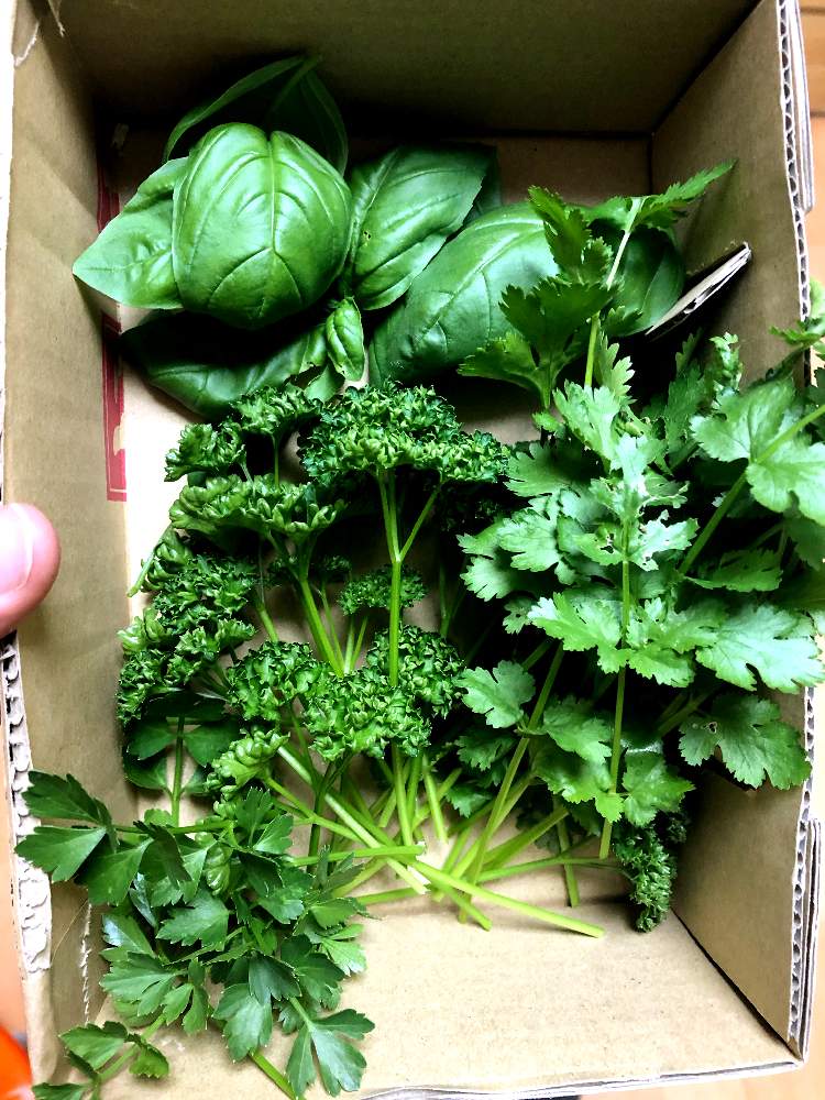バジルの投稿画像 By Kazu Tbt さん パセリとスープセロリとコリアンダー パクチー とスープセロリ とおうちde菜園と パセリとおうち園芸とバジル ハーブとパクチー 月5月12日 Greensnap グリーンスナップ