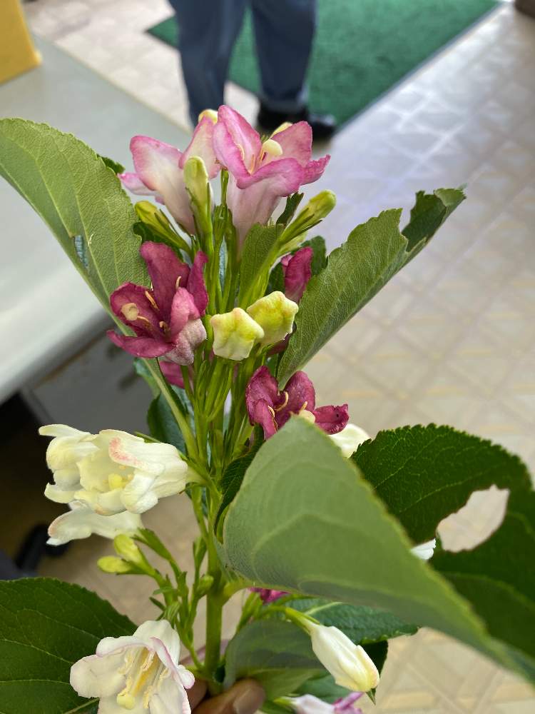 笹さんの投稿画像 月5月12日 Greensnap グリーンスナップ