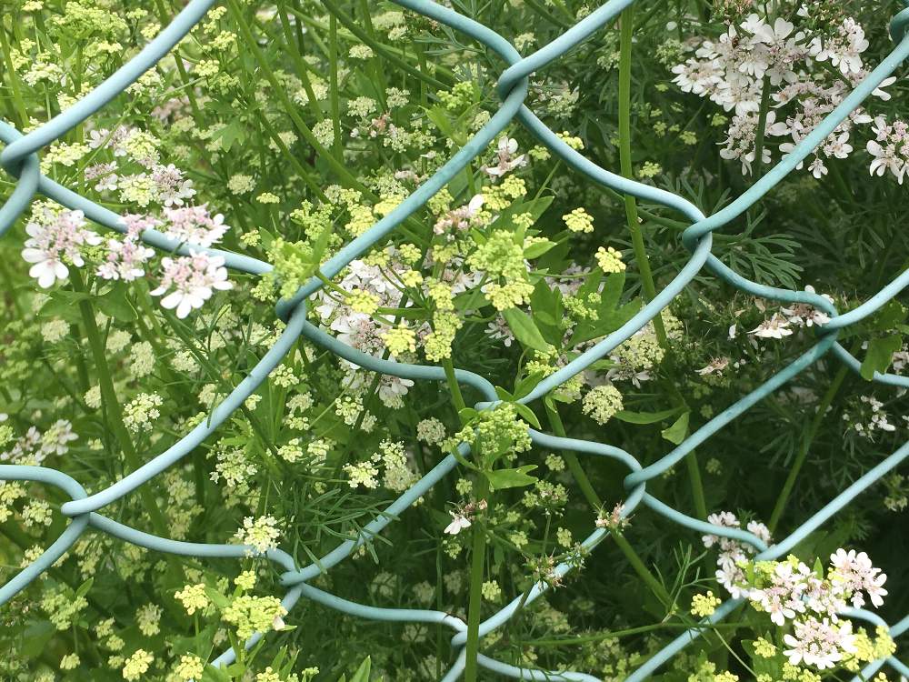 パクチーの花の投稿画像 By やくしさん セロリの花 月5月12日 Greensnap グリーンスナップ