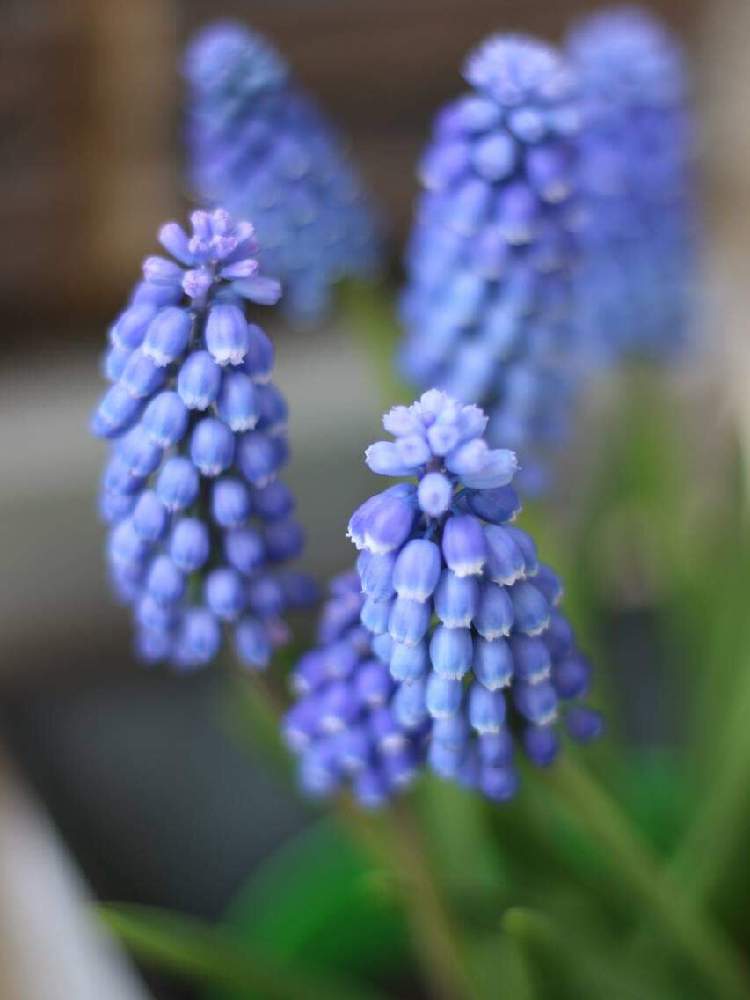 ムスカリの投稿画像 By ベルさん ブルームスカリと花時間と元気いっぱいと３６５日花記録と花がある暮らしと優雅な時間と春のお花と溢れた種で育つと花好き集まれ と花と丁寧に暮らすとお家時間楽しんでますと花をこよなく愛すとガーデニング 月5月12日