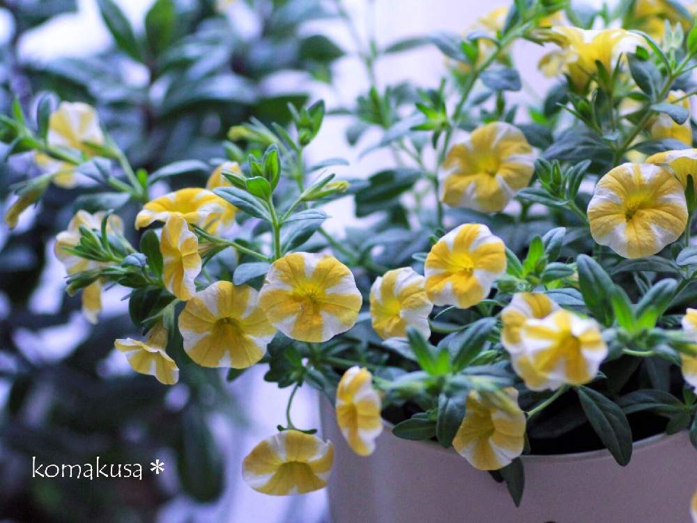 カリブラコア レンモンスライスの投稿画像 By こまくささん 日光浴中 と5月とスーパーベル レモンスライス 月5月12日 Greensnap グリーンスナップ