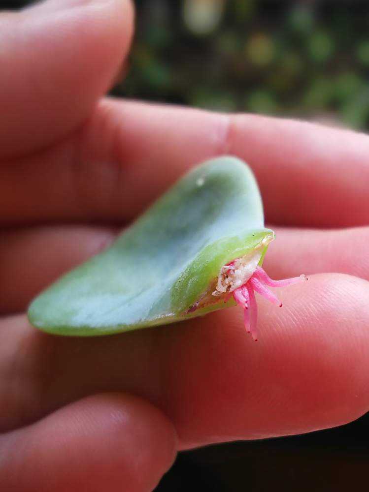七福神の葉挿し｜🍀GreenSnap（グリーンスナップ）