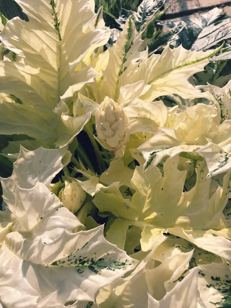 小さな庭の画像 by メリアンサスさん | 小さな庭とアカンサスモリス タスマニアエンジェルとはっぱを楽しむとアカンサスモリスと半日陰と明るい日陰と班入りと西陽と成長記録と葉っぱ好き