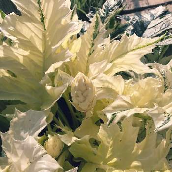 アカンサスモリスの画像 by メリアンサスさん | 小さな庭とアカンサスモリス タスマニアエンジェルとはっぱを楽しむとアカンサスモリスと半日陰と明るい日陰と班入りと西陽と成長記録と葉っぱ好き