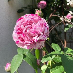 バラ バリエガーター デ ボローニャ,ガーデニング,咲いた！,花のある暮らし,フロントガーデンの画像