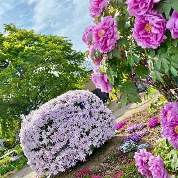 斎藤さんの庭の画像 by 織家さん | お出かけ先とシバザクラとツツジとボタンと山形とどこでも植物と斑入り好き♡と純白が好きとほんのりピンクが好きと斎藤さんの庭とiPhone撮影