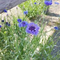 ヤグルマギクの画像