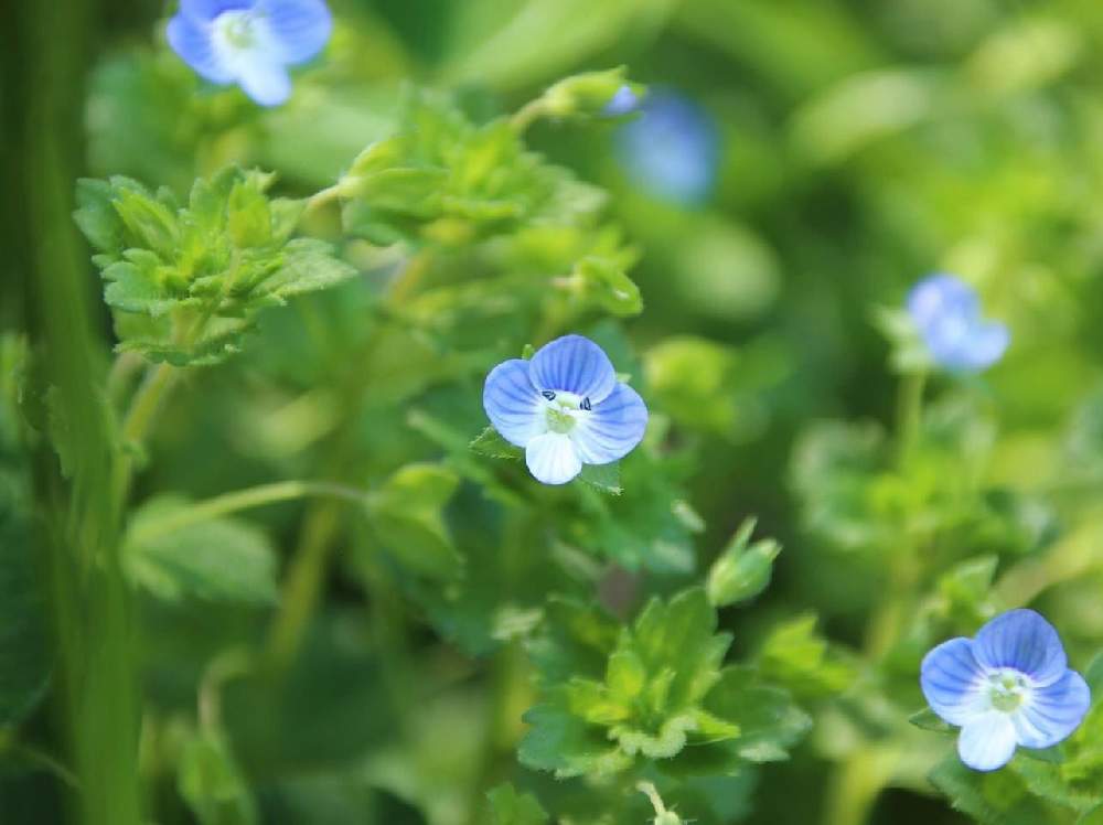 道端の草花の投稿画像 By Toshibooさん 道端 月5月12日 Greensnap グリーンスナップ
