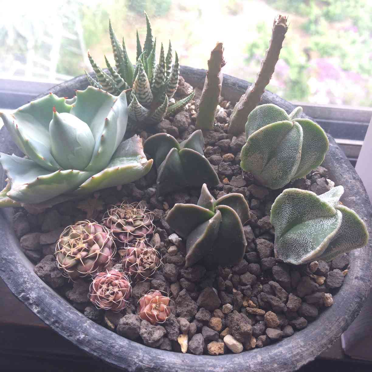 ランポー怒りの衰弱｜🍀GreenSnap（グリーンスナップ）