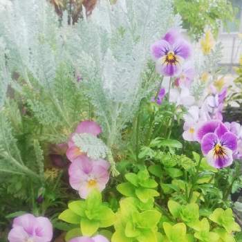 オレガノマルゲリータの画像 by Biorappaさん | 小さな庭と東北の春と可愛いなとナチュラルなガーデンを目指してとオレガノマルゲリータとダスティミラー・シルバーレースと花のある暮らしと大好きビオラ