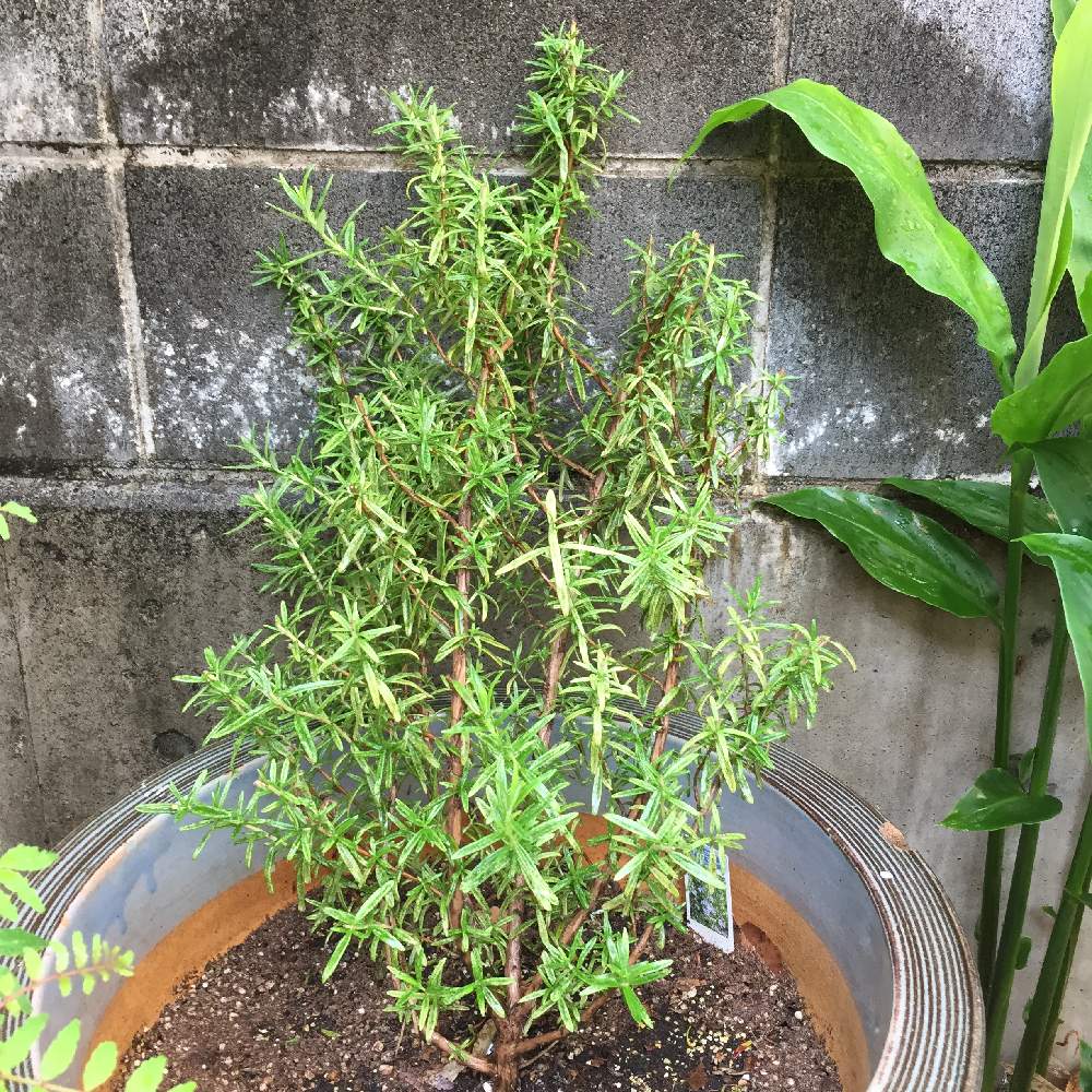 ローズマリーの投稿画像 By Sakeさん ハダニ と病気 と家庭菜園と初心者とおうちde菜園と食べられる植物とおうち園芸とハーブとハーブのある暮らしと鉢植えとガーデニングとgreen 月5月12日 Greensnap グリーンスナップ