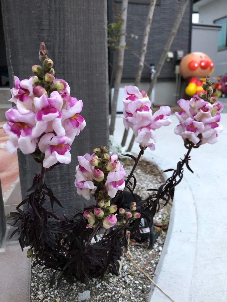 金魚草ブロンズドラゴンの投稿画像 By Kahさん 花のある暮らしと金魚草 とブロンズドラゴンと銅葉 金魚草 ブロンズドラゴン 月5月12日 Greensnap グリーンスナップ