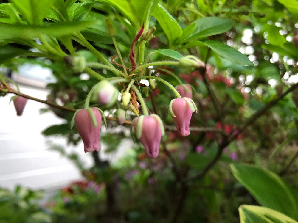 ムラサキツリガネツツジの投稿画像 By ｕ ୨୧ ᴗ さん 月5月12日 Greensnap グリーンスナップ Greensnap グリーンスナップ