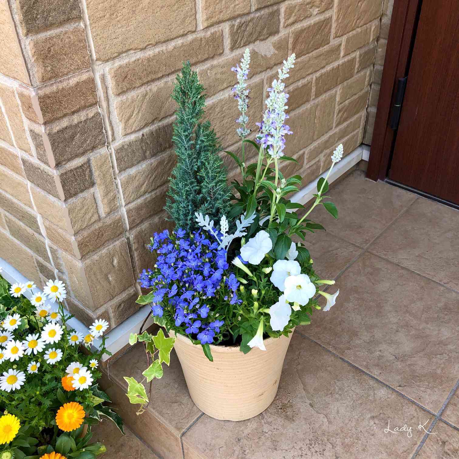 暑くなる季節に爽やかな青の寄せ植え｜🍀GreenSnap（グリーンスナップ）