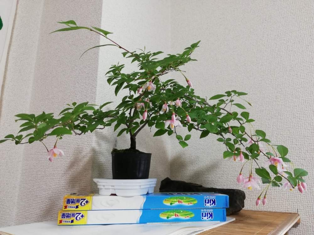 盆栽の投稿画像 By プカプカピーさん エゴノキ科とおうち園芸 月5月12日 Greensnap グリーンスナップ