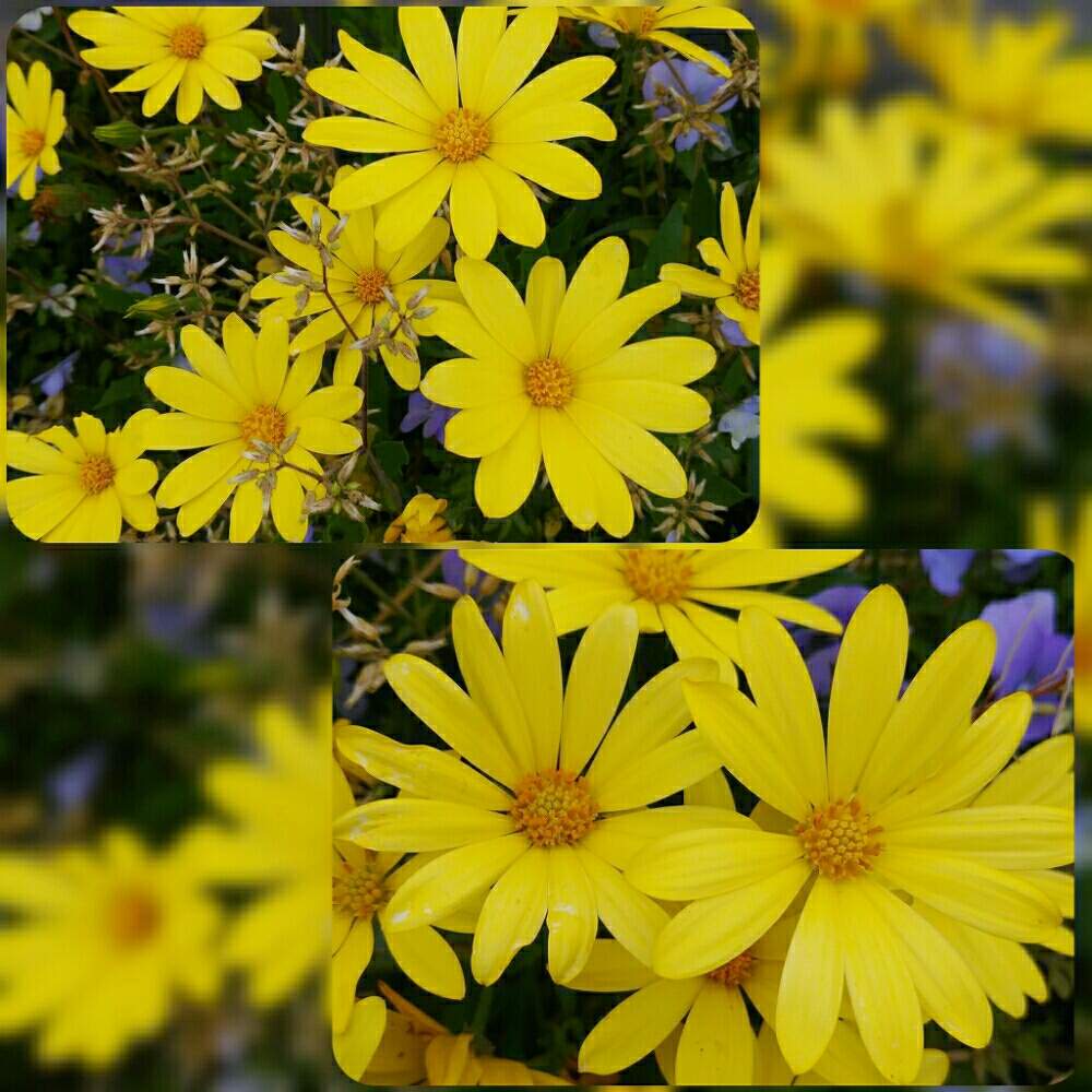 ユリオプステージの投稿画像 By ゆめ さん 今日もお疲れ様 と鮮やかな黃色と素敵 と優しい花言葉と綺麗な花色と優しい花に癒やされてとお花屋さん 月5月12日 Greensnap グリーンスナップ ユリオプステージの投稿画像 By ゆめ さん 今日もお疲れ様 と鮮やかな黃色と素敵 と優しい花言葉と綺麗な花色と優しい花に癒やされてとお花屋さん 月5月12日 Greensnap グリーンスナップ