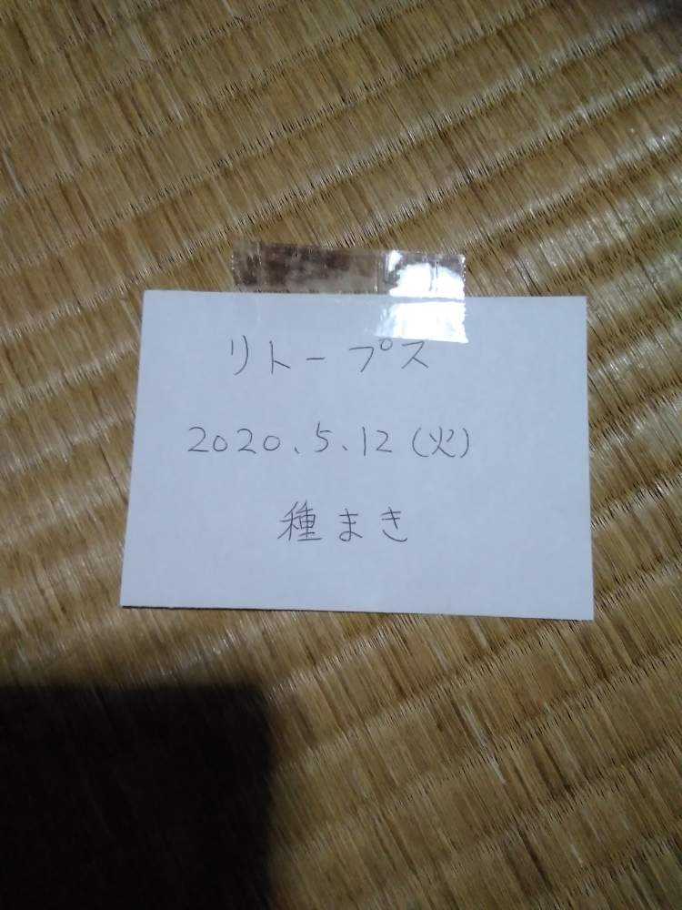 初めてのリトープス 種まき Greensnap グリーンスナップ