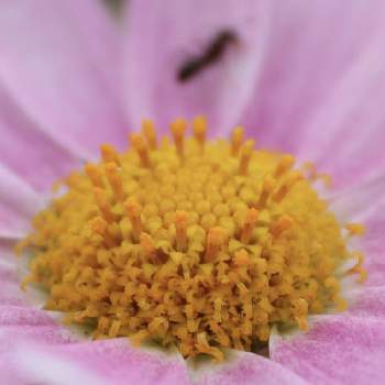 マーガレット モリンバ ミニピンクの投稿画像一覧 Greensnap グリーンスナップ