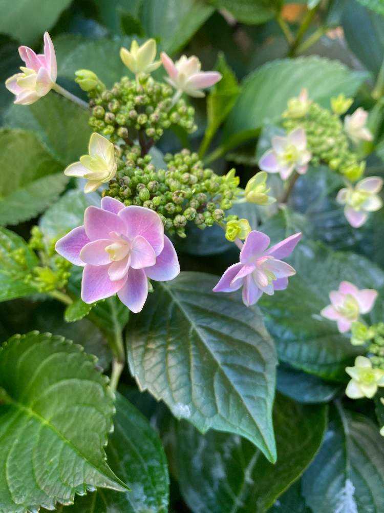 紫陽花 苗　ティンカーベル　超特大　来年用 紫陽花 苗 ティンカーベル 超特大 来年用