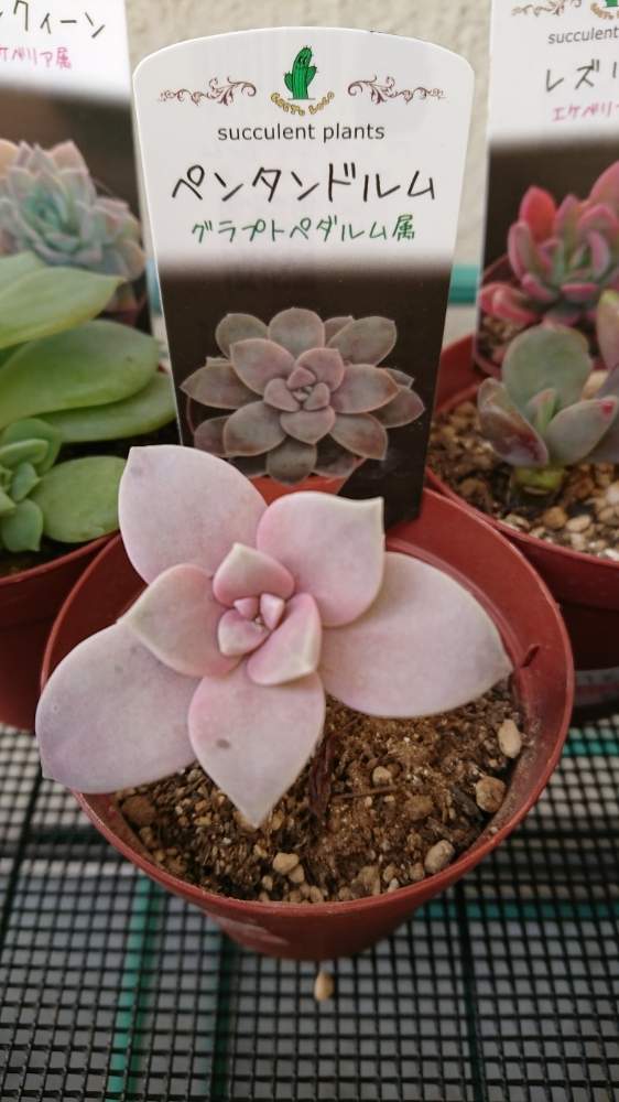 即発送可能】 多肉植物♡全て芽or根出済み♡全100種葉挿しセット♡国産 ...