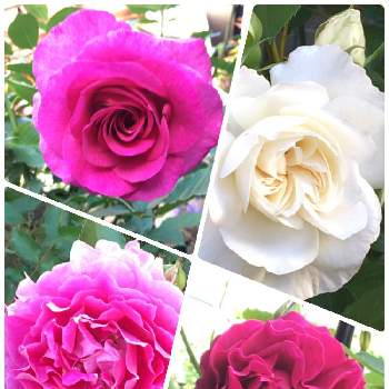 ヴィオレ・パルフュメの画像 by TAKAさん | 広い庭とシェエラザードとオデュッセイアとアンナプルナとヴィオレ・パルフュメとピンク❤︎ピンクとおうち園芸とGSミニモニ。とGSでバラ園と花のある暮らし