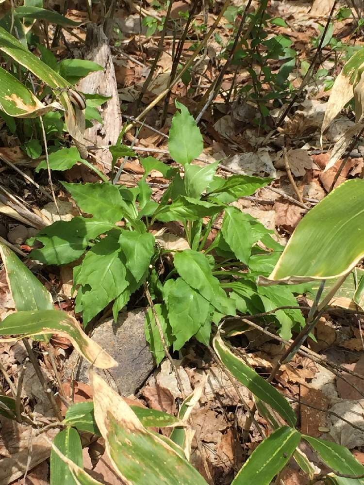 お出かけ先の投稿画像 By 助六さん 月5月12日 Greensnap グリーンスナップ