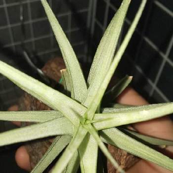 成長点記録の投稿画像一覧 Greensnap グリーンスナップ 成長点記録の投稿画像一覧 Greensnap グリーンスナップ