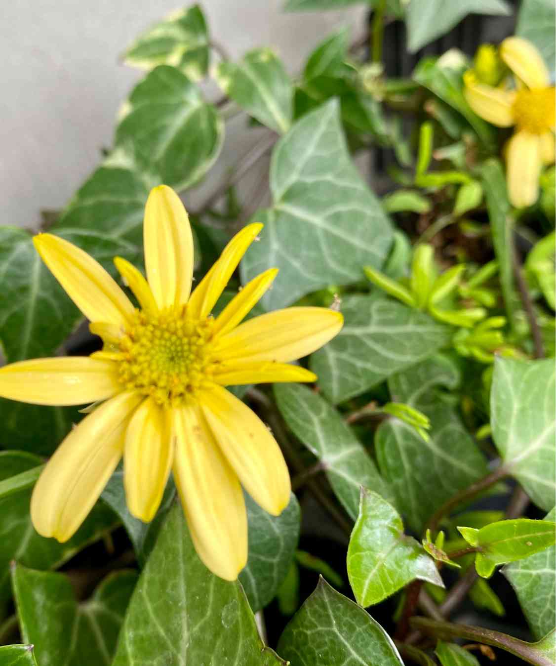 斑入りマーガレットアイビーの一覧|🍀GreenSnap(グリーン 斑入りマーガレットアイビーの一覧|🍀GreenSnap(グリーン