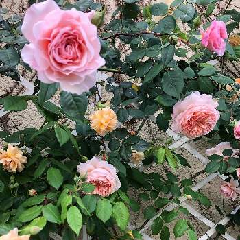 ウィリアムモリスの画像 by teftef❤︎さん | 小さな庭とばら バラ 薔薇とバフ ビューティとイングリッシュ・ローズとウィリアムモリスと花のある暮らし