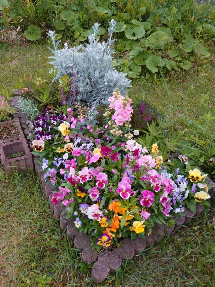 パンジーの投稿画像 By Qooさん ビオラと広い庭と花壇と花のある暮らしとパンジーの花壇と花壇と花のある暮らしとパンジーの花壇 月5月12日 Greensnap グリーンスナップ Greensnap グリーンスナップ パンジーの投稿画像 By Qooさん ビオラと広い庭と花壇と花のある暮らしとパンジーの花壇と花壇と花のある暮らしとパンジーの花壇 月5月12日 Greensnap グリーンスナップ Greensnap グリーンスナップ