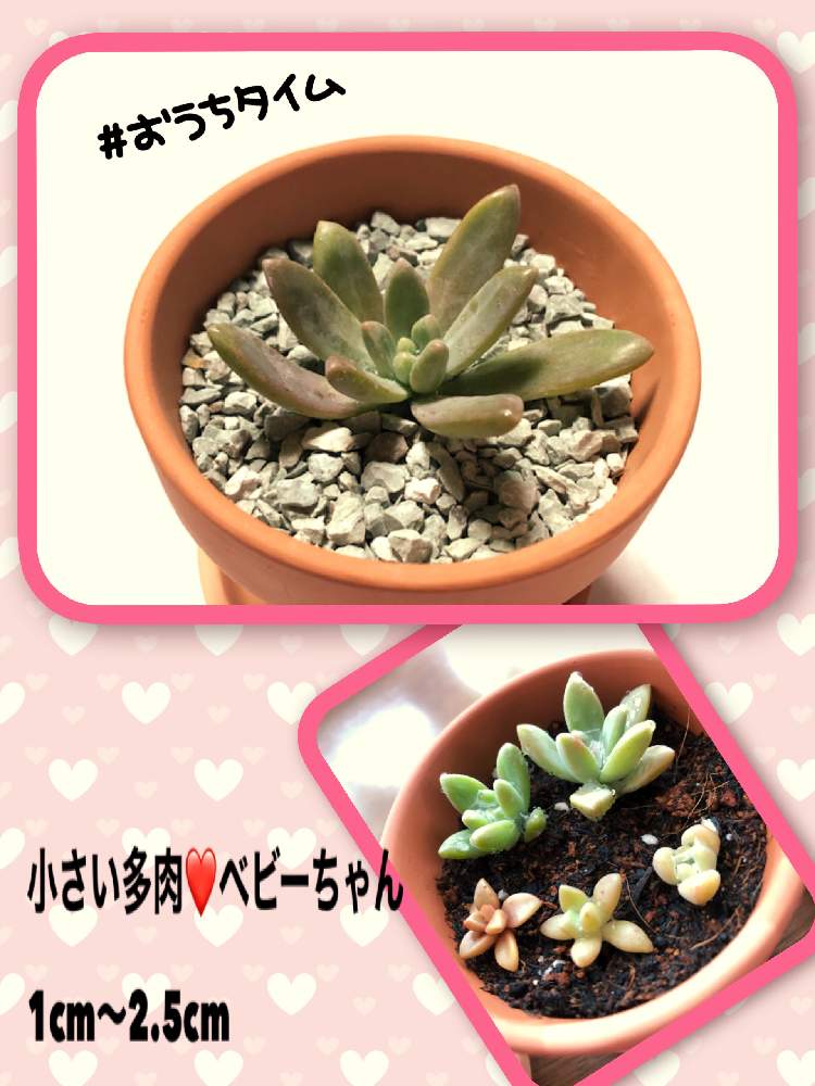 秋麗の投稿画像 By かおりんさん 観葉植物を楽しむと緑が好きと初めての育成とおうち園芸と おうち園芸 フォトコンテストと花のある暮らしと花の名前 を覚えたいと園芸初心者と花が好きと多肉初心者と多肉植物 月5月12日 Greensnap グリーンスナップ