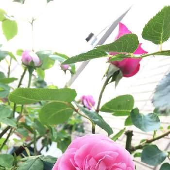 バラ　ルイーズオジェの画像 by さぁやさん | 小さな庭とルイーズオジェとばら バラ 薔薇と元気をもらうものとおうちde菜園とはなはなときれいとおうち園芸と花に魅せられてと可愛すぎる♡と咲いたと花のある暮らしとバラ　ルイーズオジェといやされるとかわいいな♡とバラ・ミニバラとバラを楽しむ