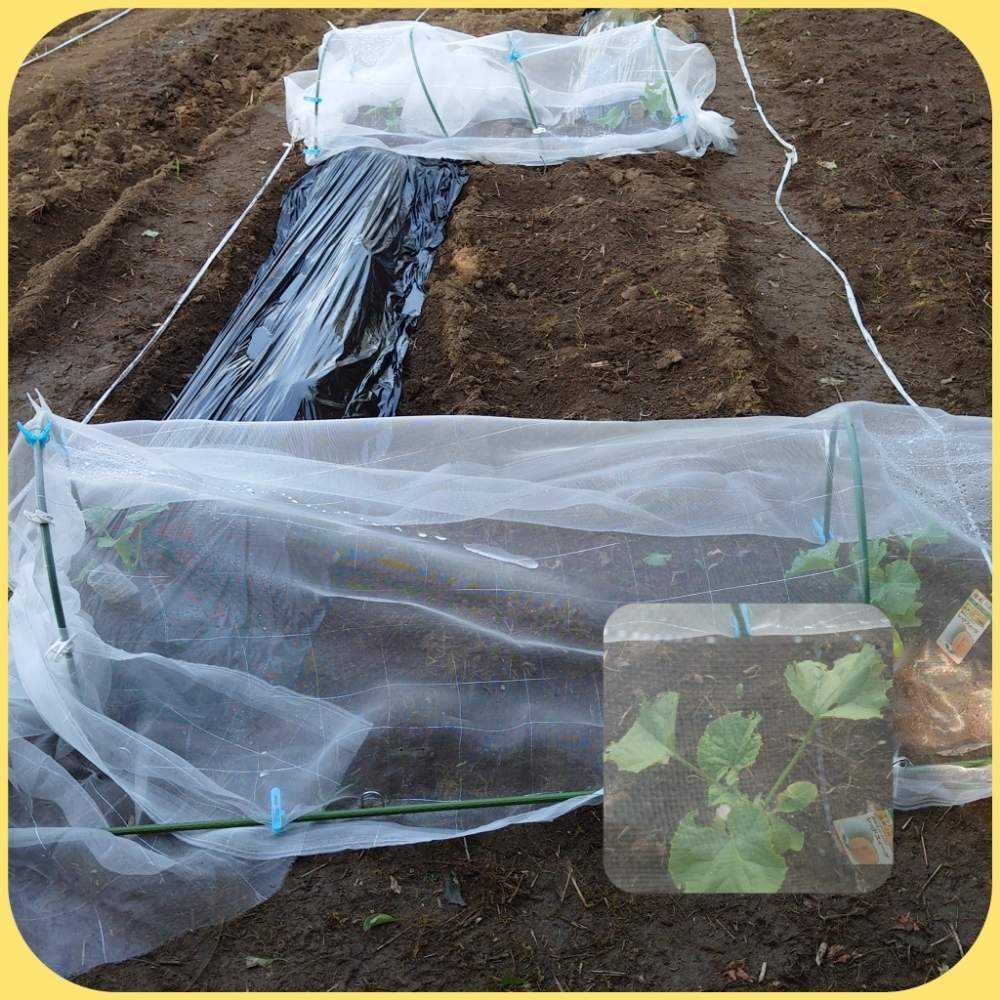 無事にメロンの収穫ができるまで Greensnap グリーンスナップ 無事にメロンの収穫ができるまで Greensnap グリーンスナップ