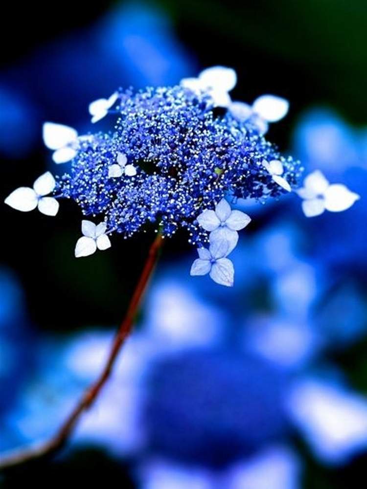 庭の花の投稿画像 By Dianaさん 青い花と花のある暮らしと綺麗な花 月5月13日 Greensnap グリーンスナップ