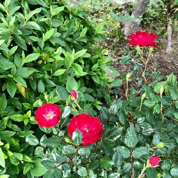 赤いミニ薔薇の画像 by ごんちゃんさん | 広い庭と赤いミニ薔薇と花のある暮らしとばら バラ 薔薇