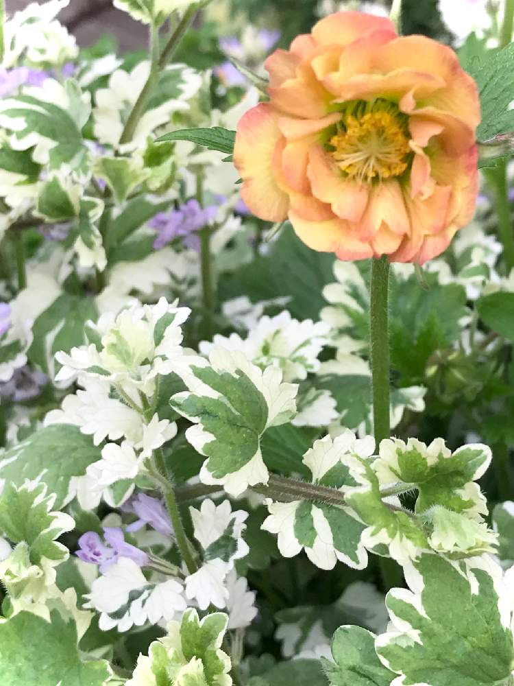 小さな庭の投稿画像 By Rosemaryさん ゲウム マイタイと花でお出迎えと小花会と斑入りグレコマ とゲウム マイタイと花でお出迎えと小花会と斑入りグレコマ 月5月13日 Greensnap グリーンスナップ Greensnap グリーンスナップ