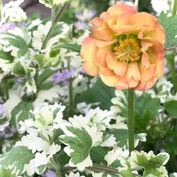 ゲウム・マイタイの画像 by Rosemaryさん | 小さな庭とゲウム・マイタイと花でお出迎えと小花会と斑入りグレコマ、