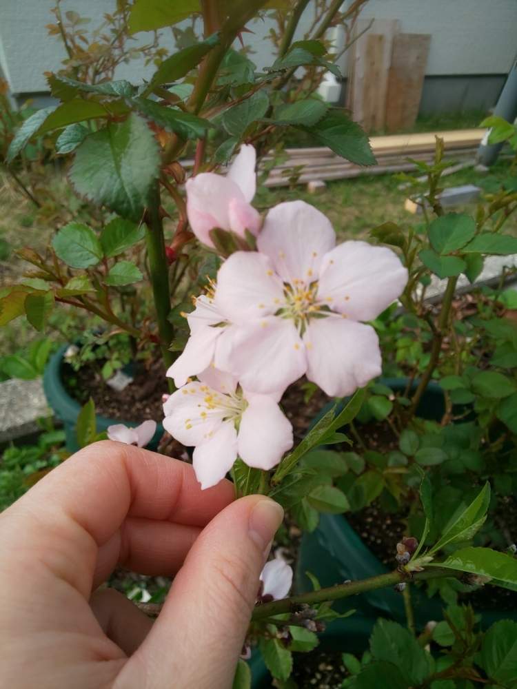 アーモンドの投稿画像 By くましさん アーモンドの花 と北海道と北海道でも越冬しますとアーモンドの花と北海道でアーモンド 月5月13日 Greensnap グリーンスナップ