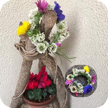 シロツメクサの花冠の投稿画像一覧 Greensnap グリーンスナップ