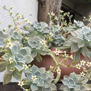 多肉植物ベンケイソウ科の投稿画像一覧 Greensnap グリーンスナップ