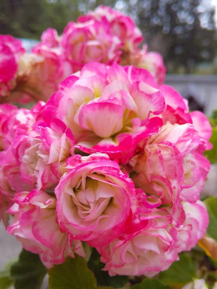 バラ咲きゼラニウムの投稿画像 By Kikiさん エンゼルブーケと小さな庭とゼラニウム と1年目とおうち園芸と多年草と八重咲きと可憐 と鉢植えと花 のある暮らしとエンゼルブーケ とフウロソウ科とゼラニウム と1年目とおうち園芸と多年草と八重咲きと可憐 と鉢植えと花