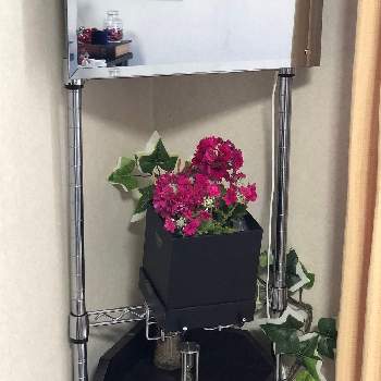 サクラソウ 桜草 プリムローズ の投稿画像一覧 Greensnap グリーンスナップ