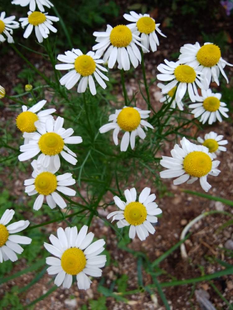 カモミールの投稿画像 By カコさん 小さな庭と穏やかなかほりと癒しとハーブと花のある暮らしと白い花と穏やかなかほりと癒しとハーブと花のある暮らしと 白い花 月5月13日 Greensnap グリーンスナップ Greensnap グリーンスナップ