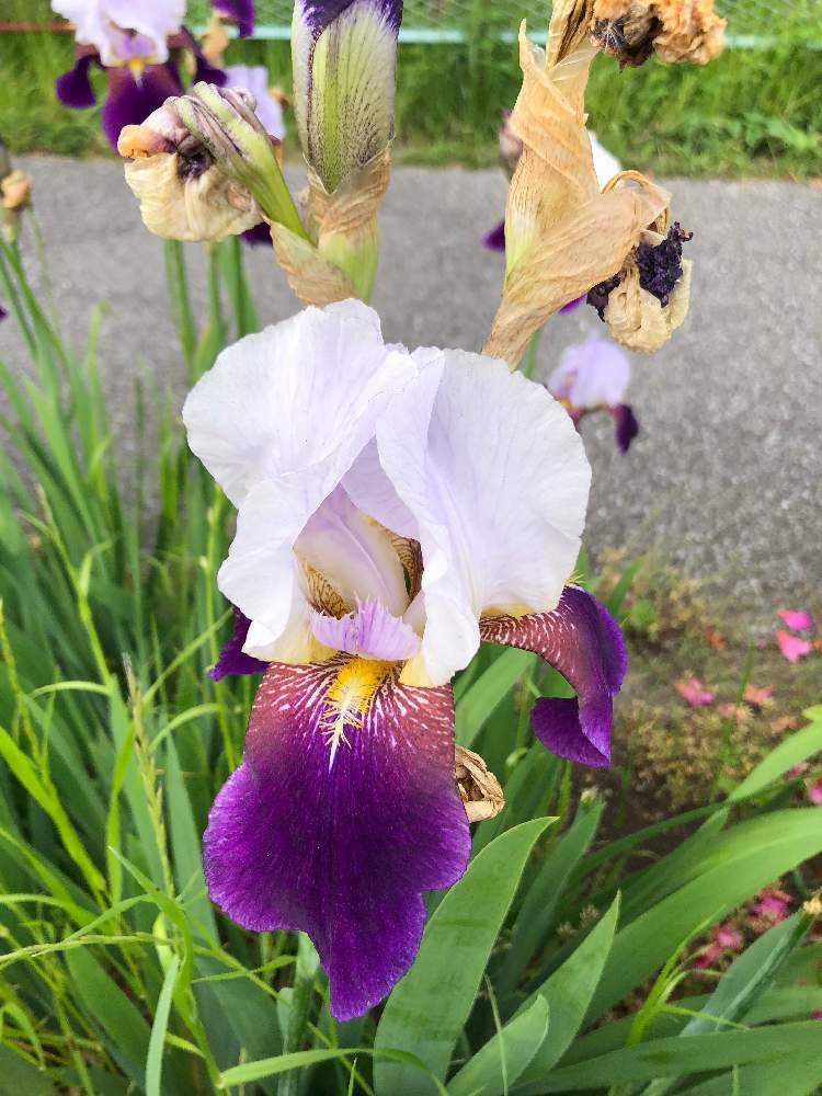 ジャーマンアイリスの投稿画像 By ジョージさん 月5月13日 Greensnap グリーンスナップ